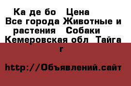 Ка де бо › Цена ­ 25 - Все города Животные и растения » Собаки   . Кемеровская обл.,Тайга г.